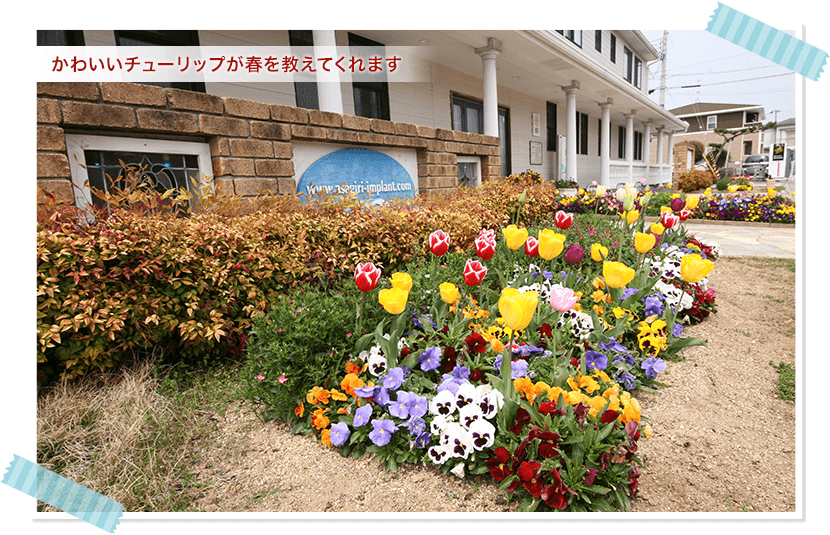 かわいいチューリップが春を教えてくれます。