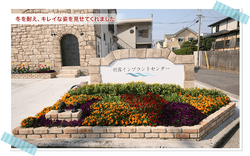 冬に耐え、キレイな姿を見せてくれました